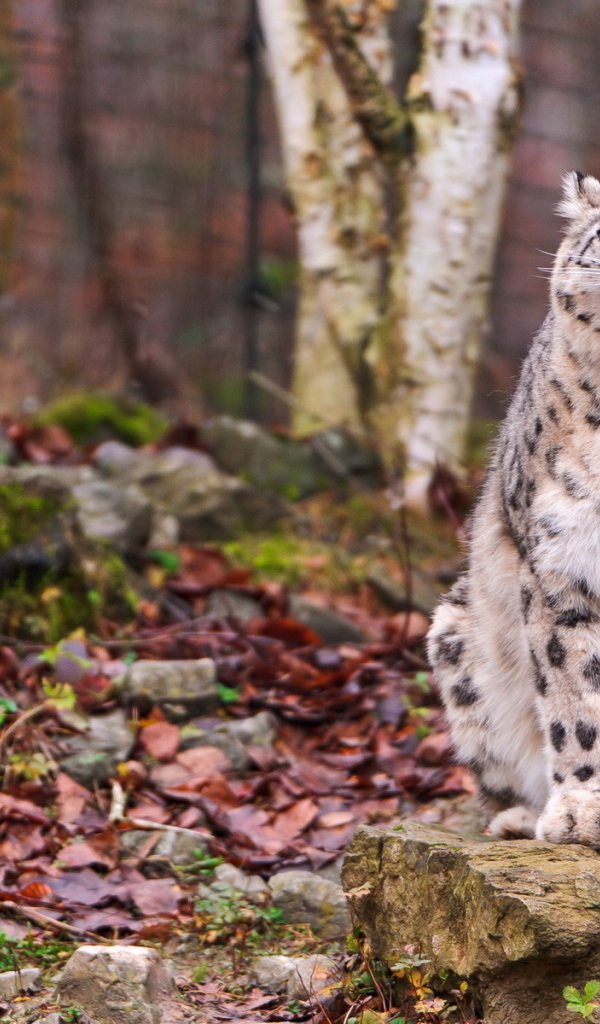 Свирепый ирбис