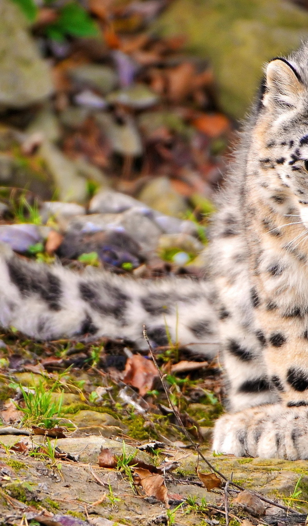 Снежный барс