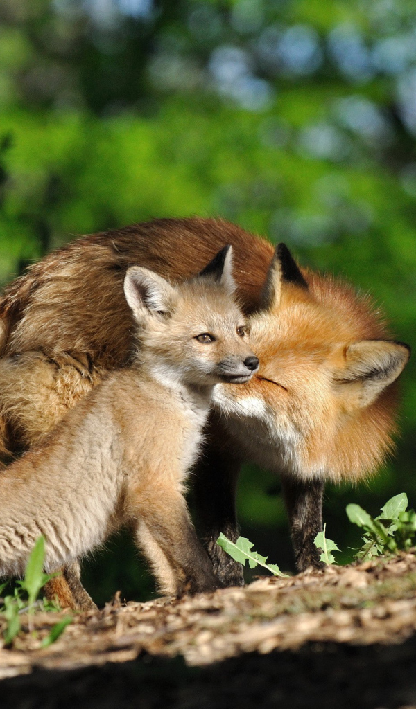 Семейство лис