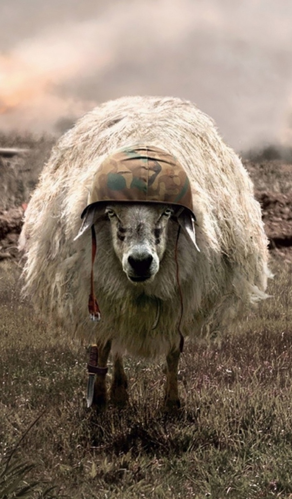 Овца в каске