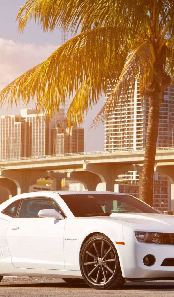 Chevrolet Camaro под пальмой