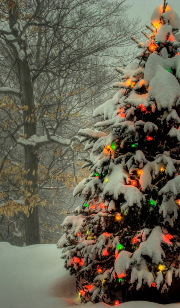 Наряженная елка в лесу