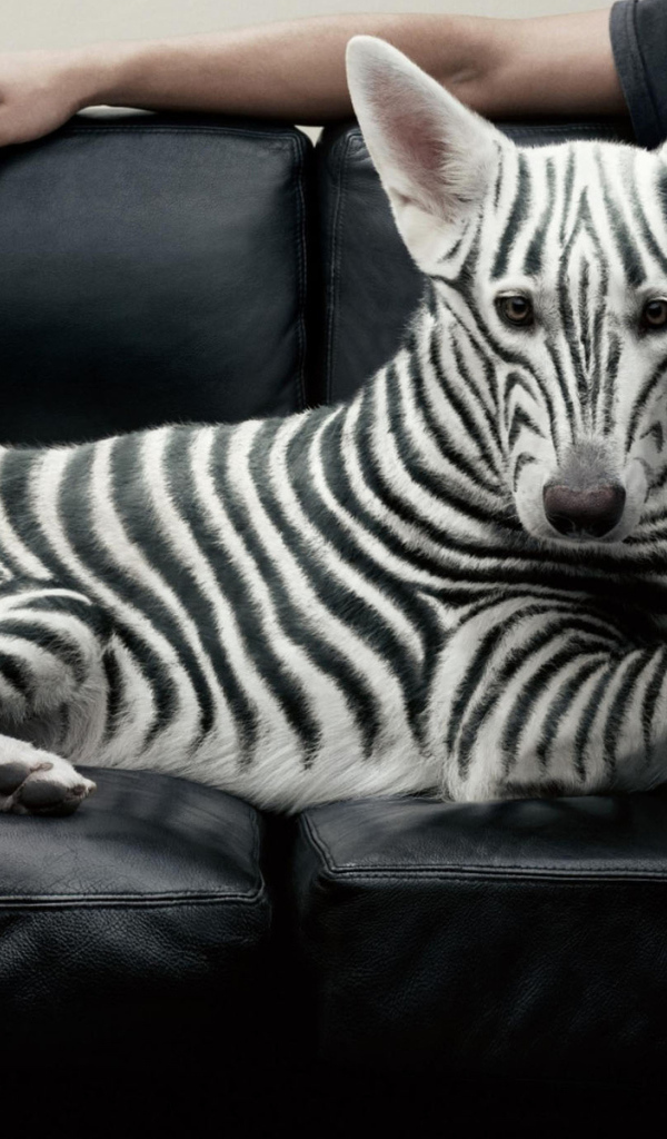 Полосатая собака