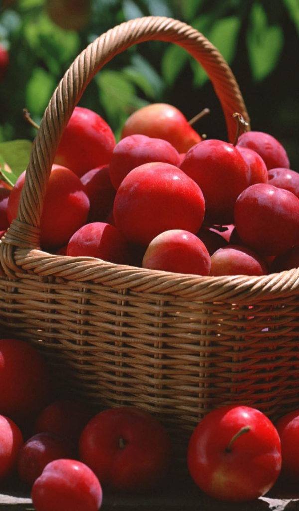 Красные сливы в корзине 