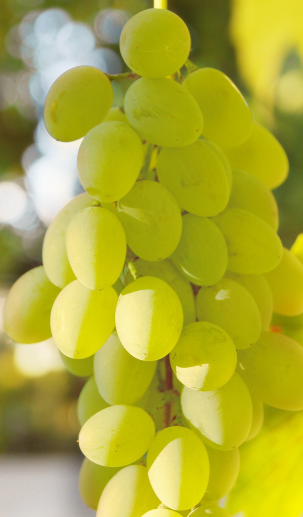 Белый виноград