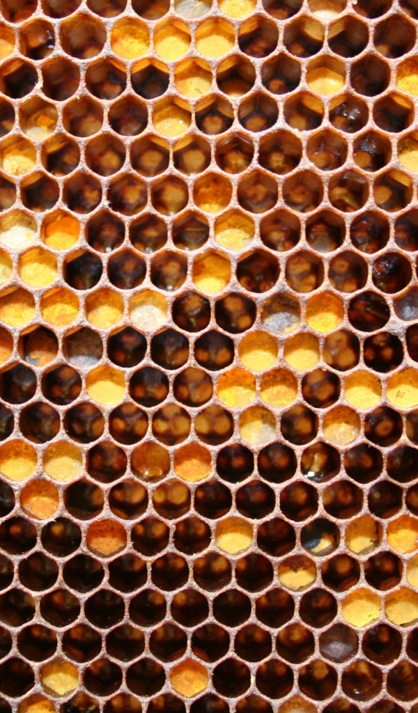 Медовые соты