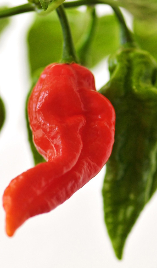 Красный перчик