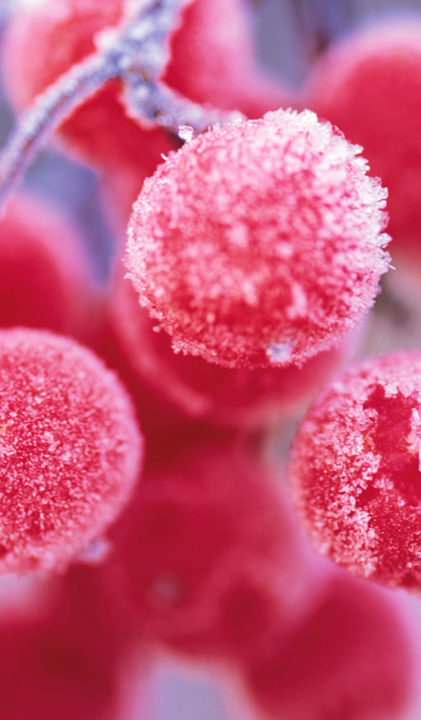 Ягода рябина