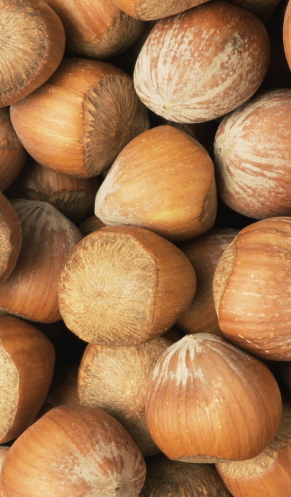 Лесные орехи