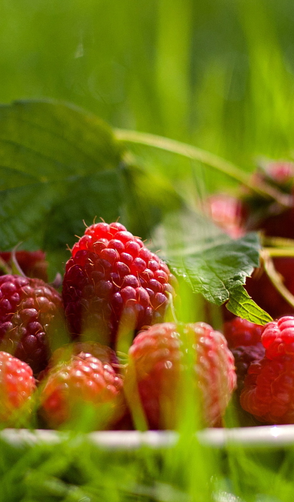 Малина обыкновенная