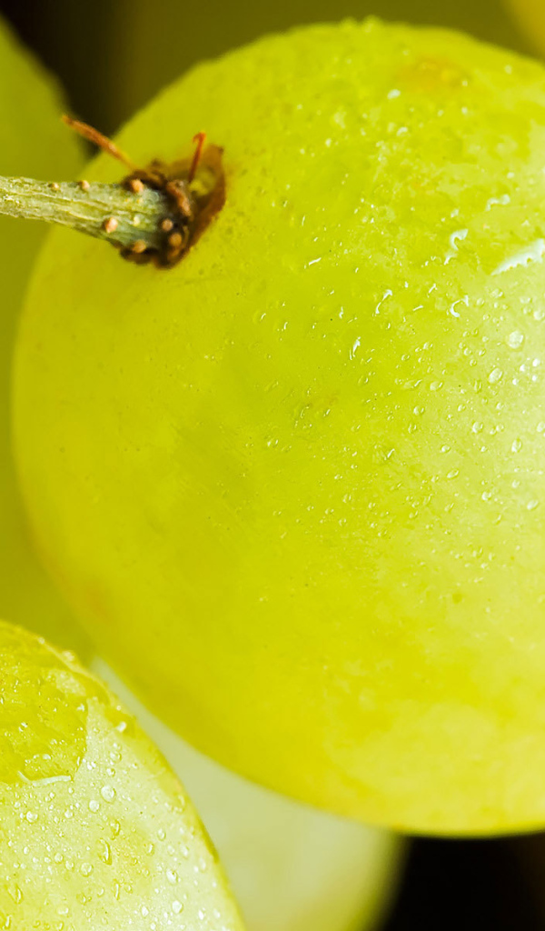 Желтый виноград