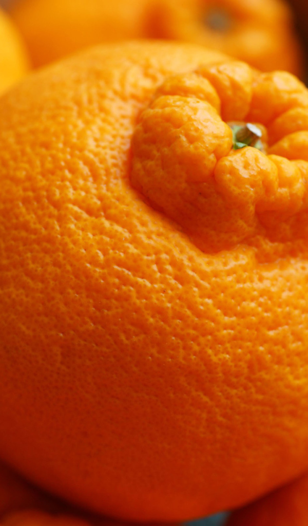 Россыпь мандаринов