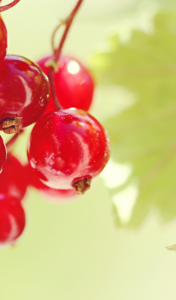 Красная смородина