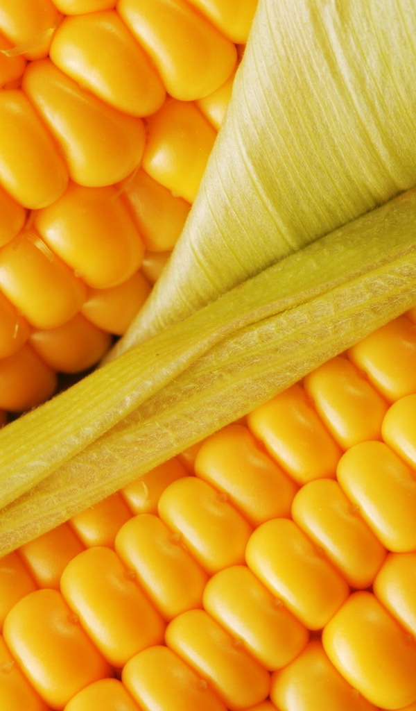 Сочная кукуруза