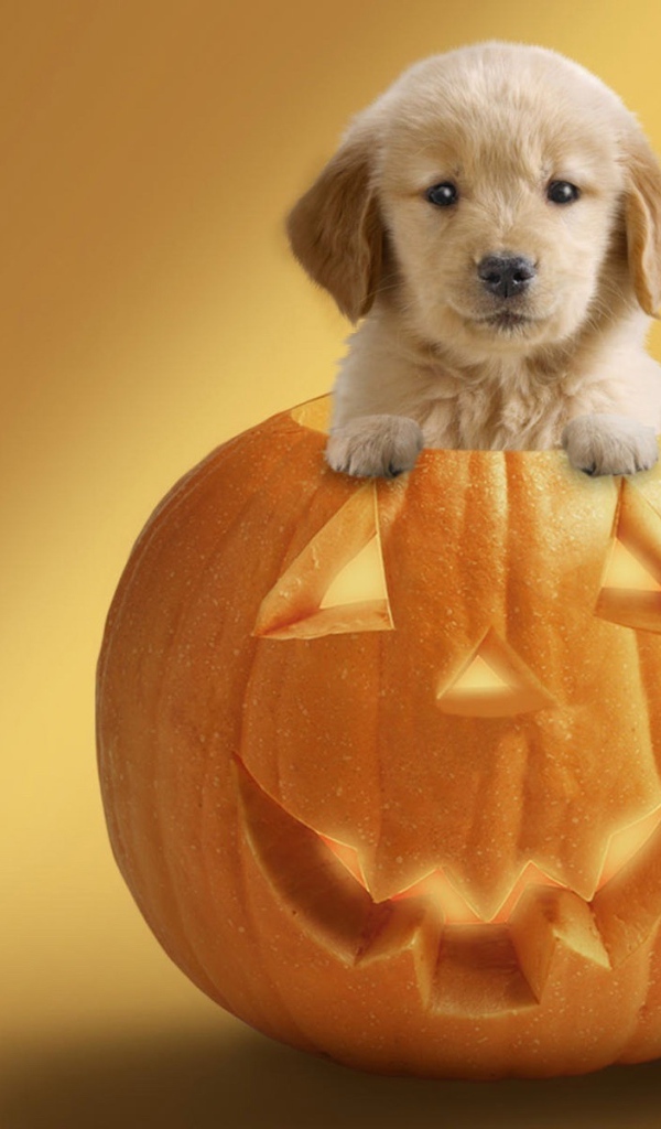 Щенок в тыкве