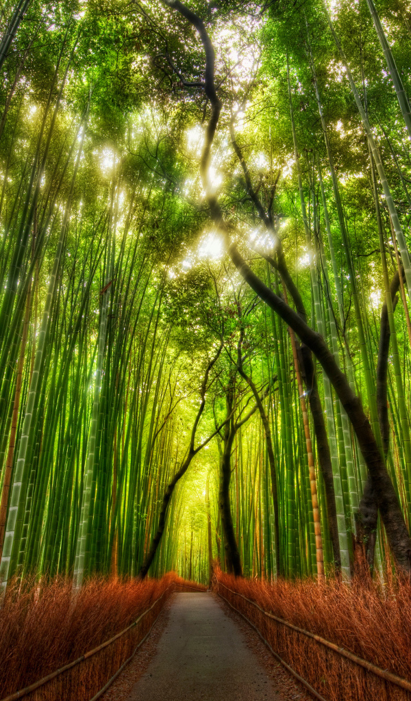 Бамбуковая чаща