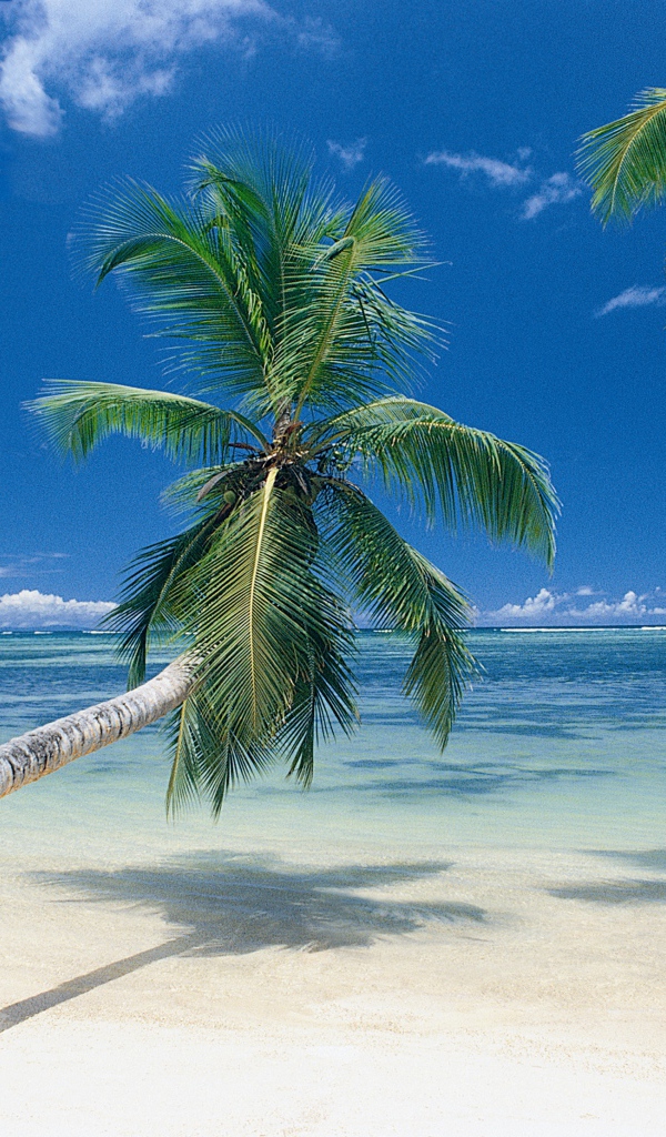 Пальмы на берегу