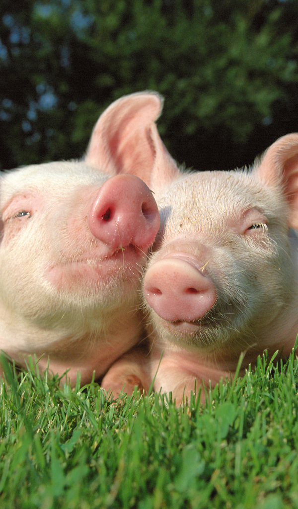 Милые поросята
