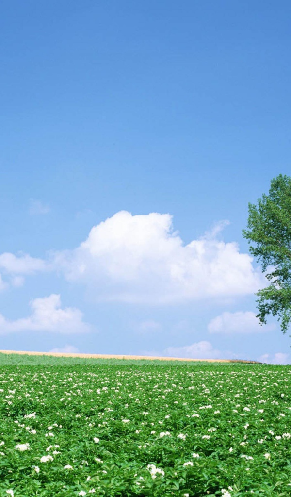 Дерево в цветочном поле