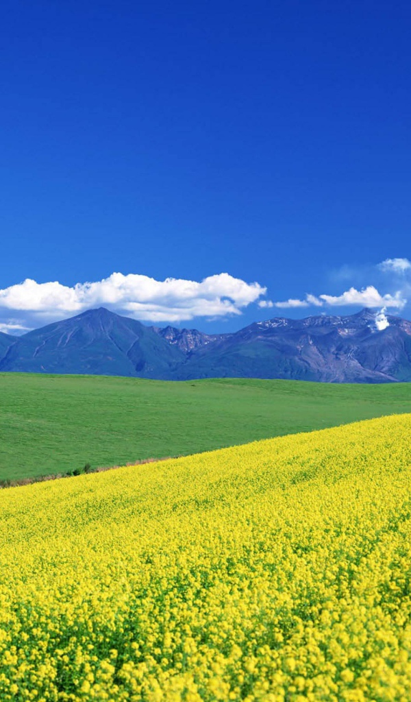 Цветочный пейзаж