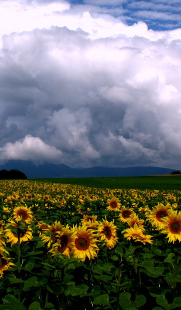 Подсолнухи и облака