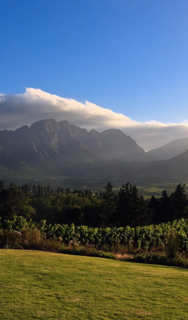 Виноградники