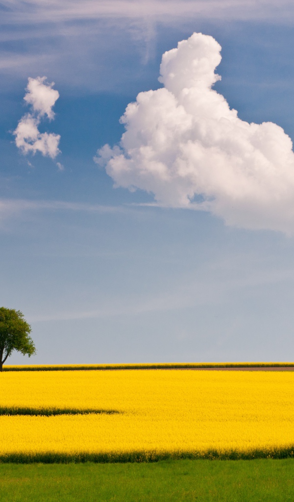 Желтое поле и дерево