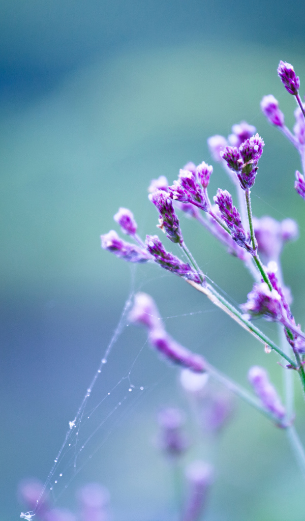 Веточка в паутинке