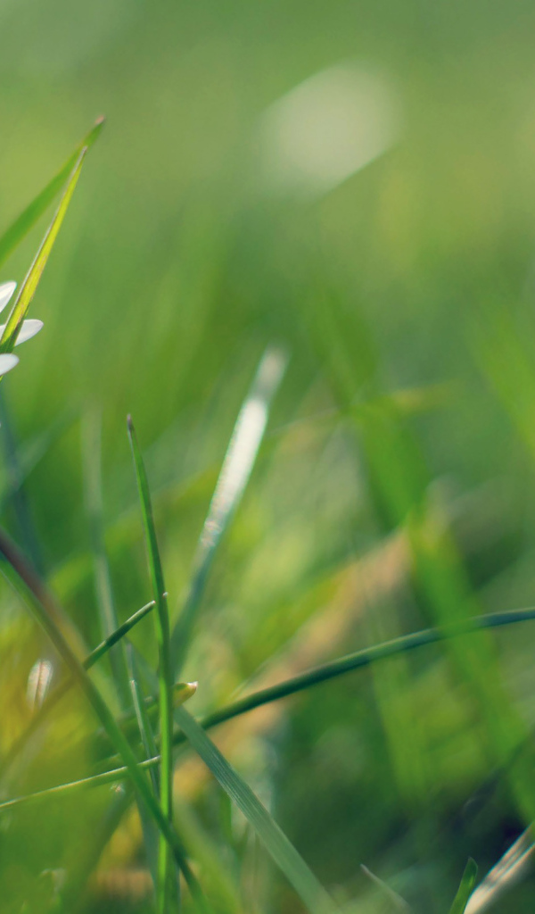 Ромашка в зелени