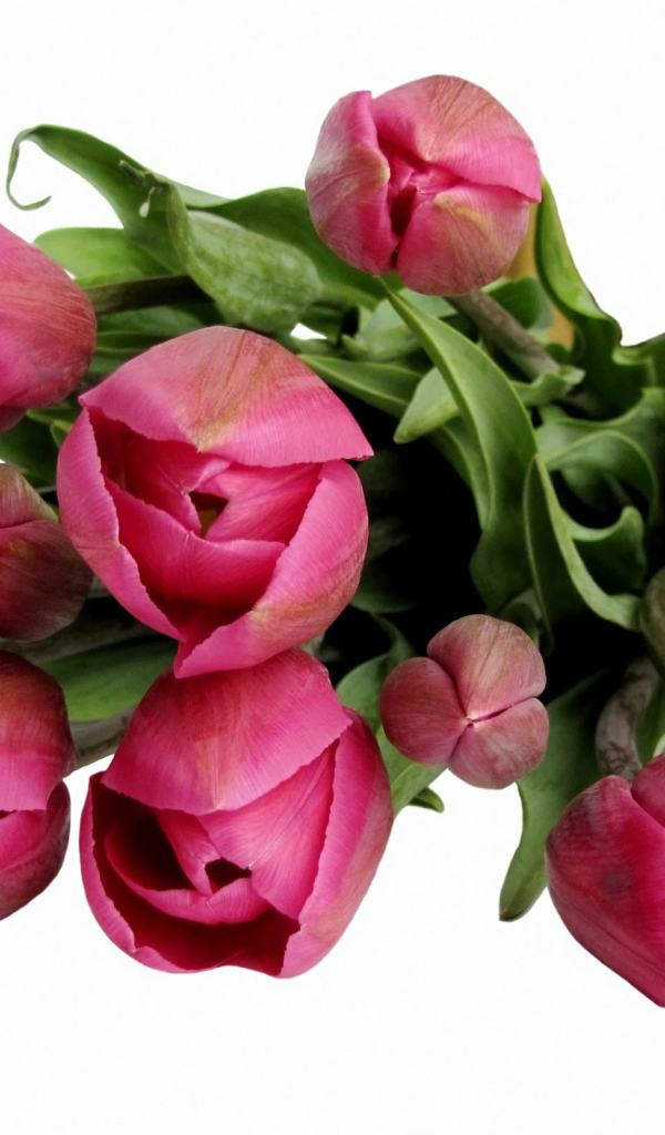 Бордовые тюльпаны