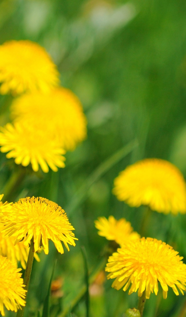 Ромашка в траве