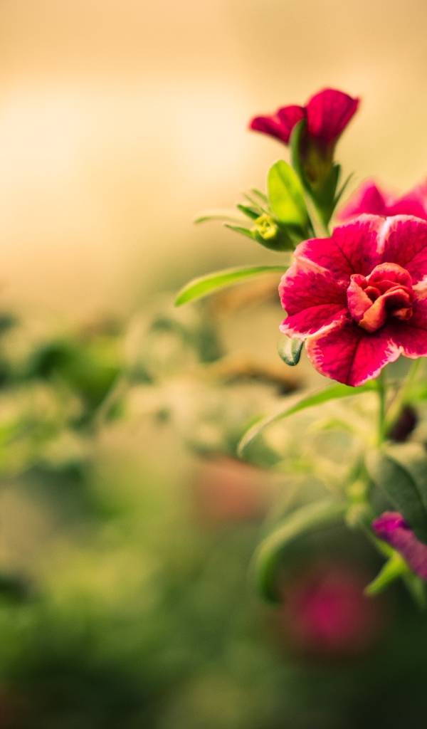 Божественный цветок