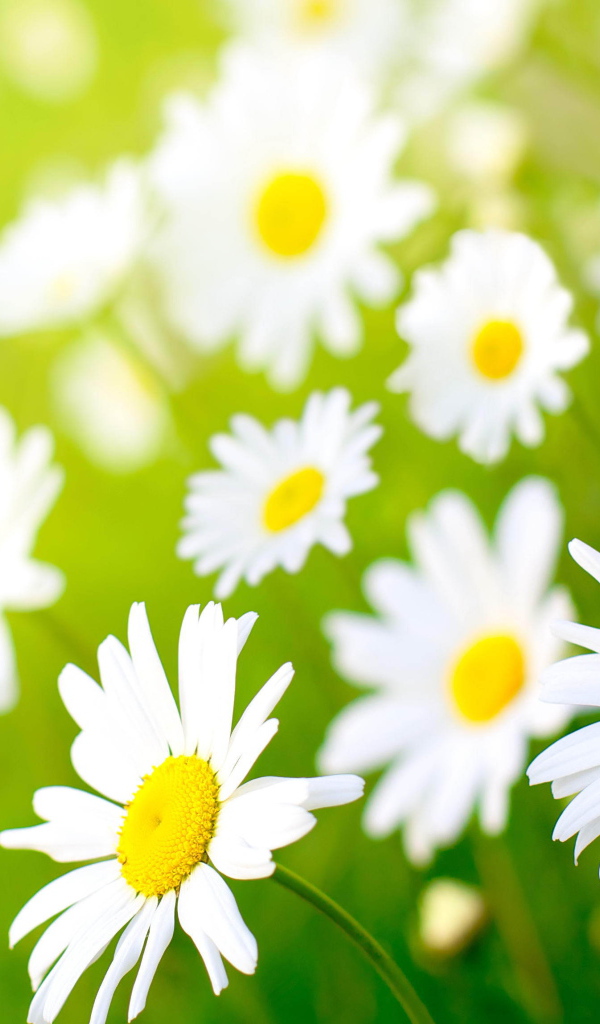 Полевые ромашки