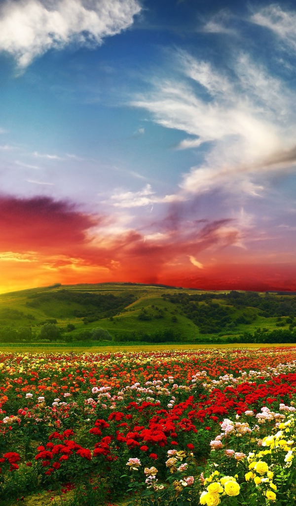 Поле с цветами