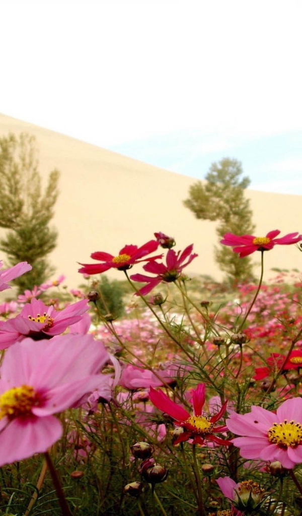 Цветы в пустыне