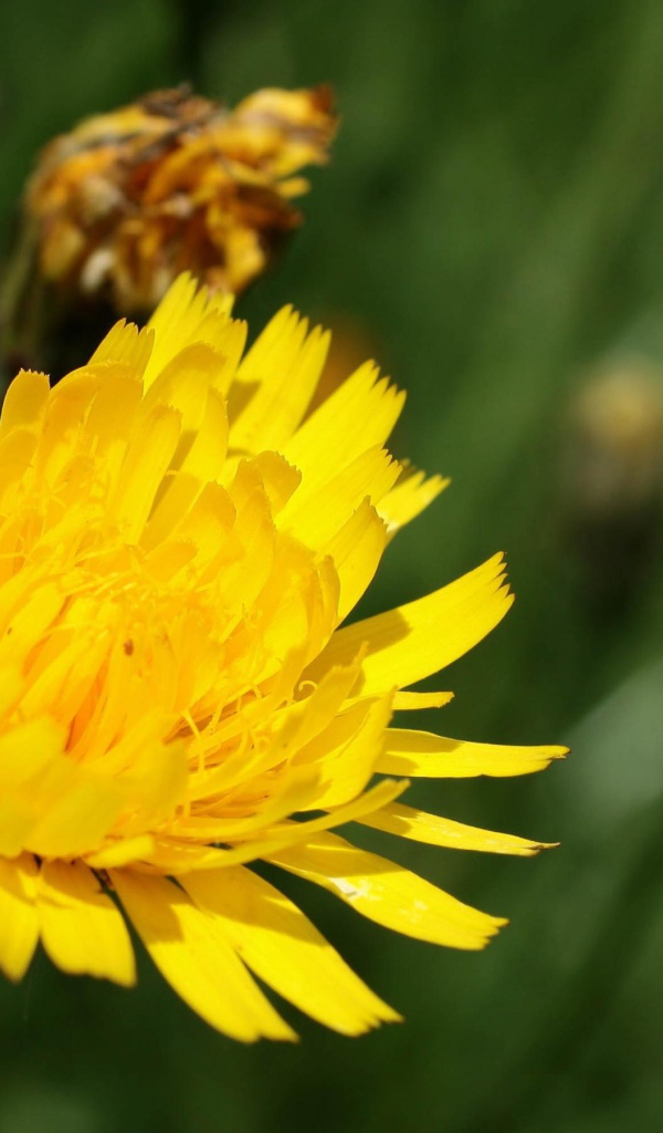 Золотой одуванчик