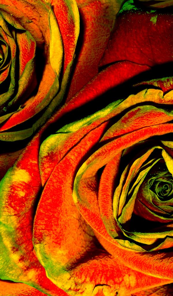 Зелено-красные розы