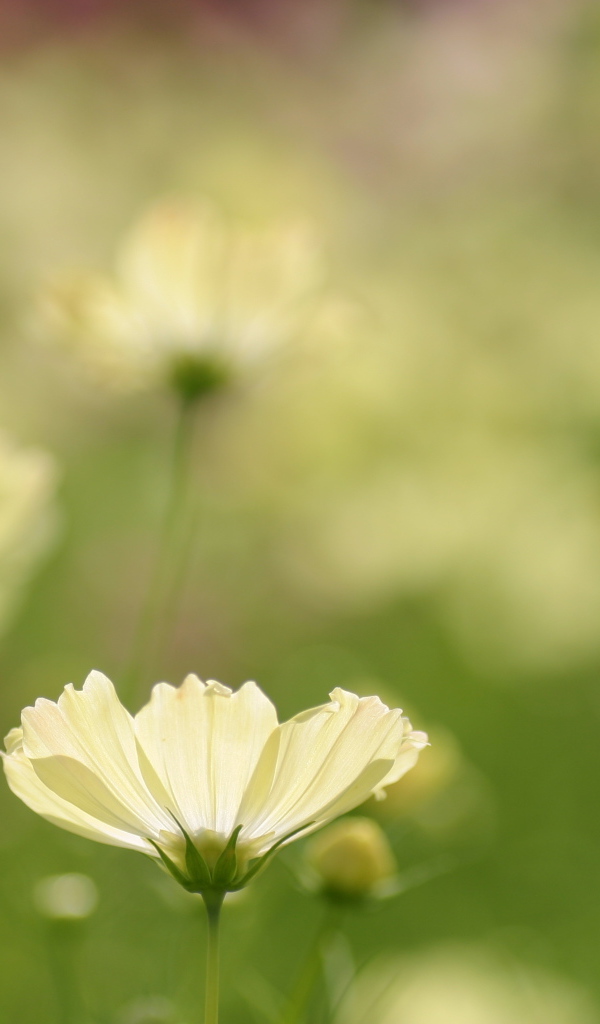 Цветок космея