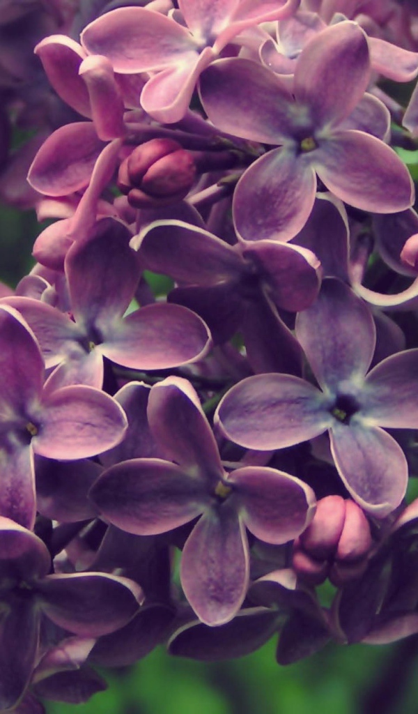 Куст сирени