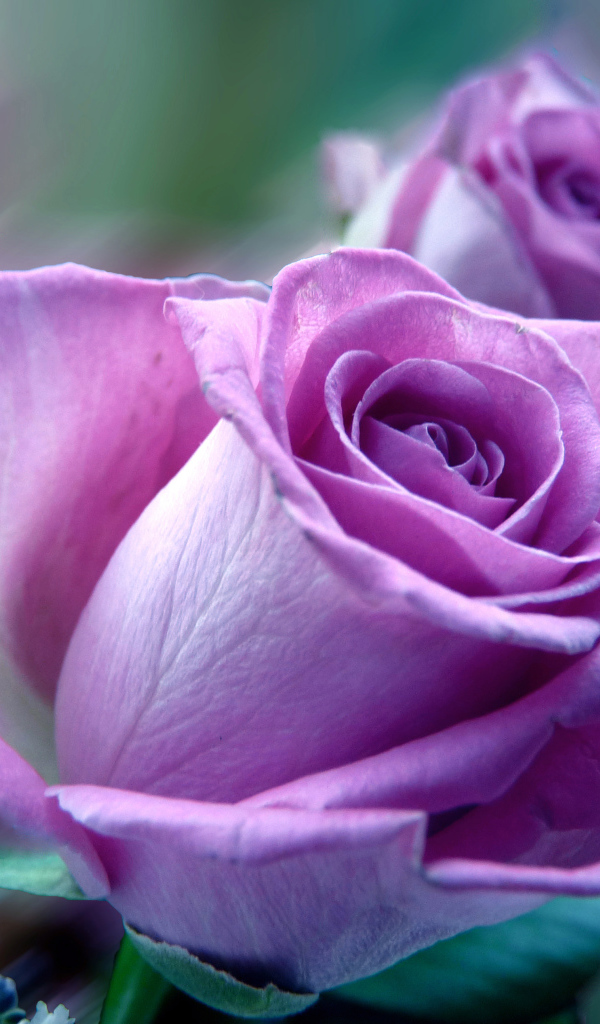 Сиреневая роза