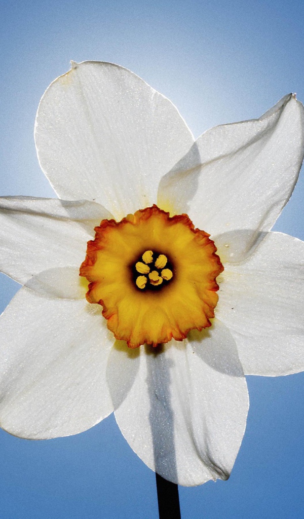 Нарцисс и небо