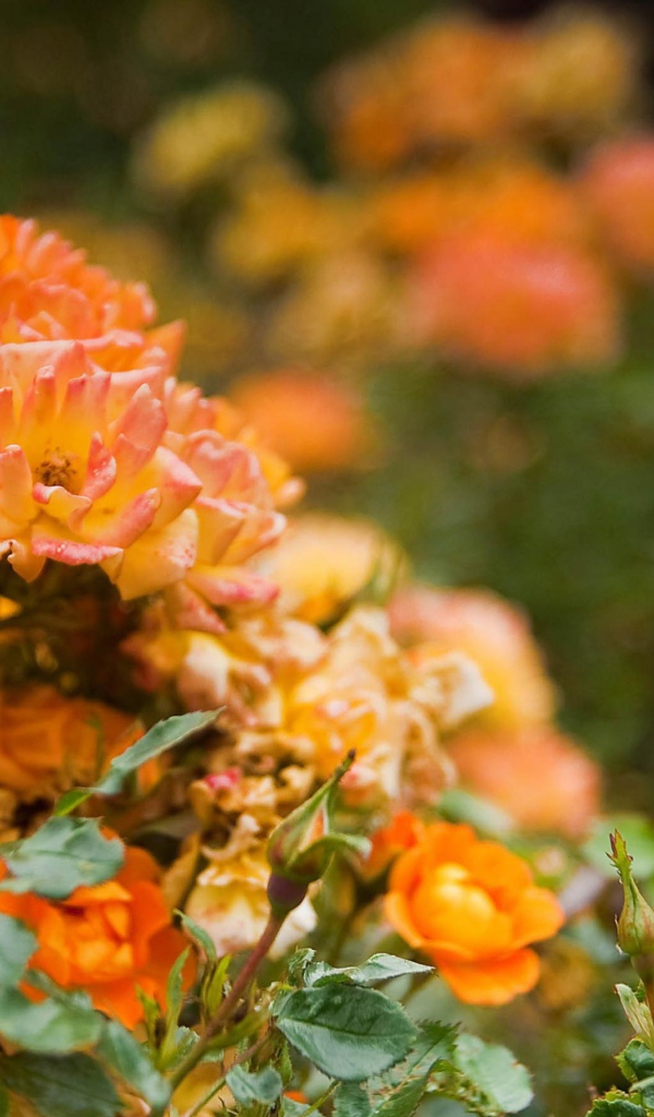 Оранжевые розы