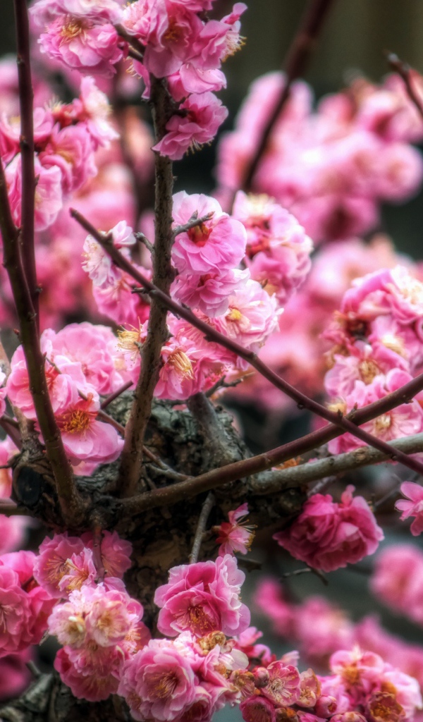 Цветы сакуры