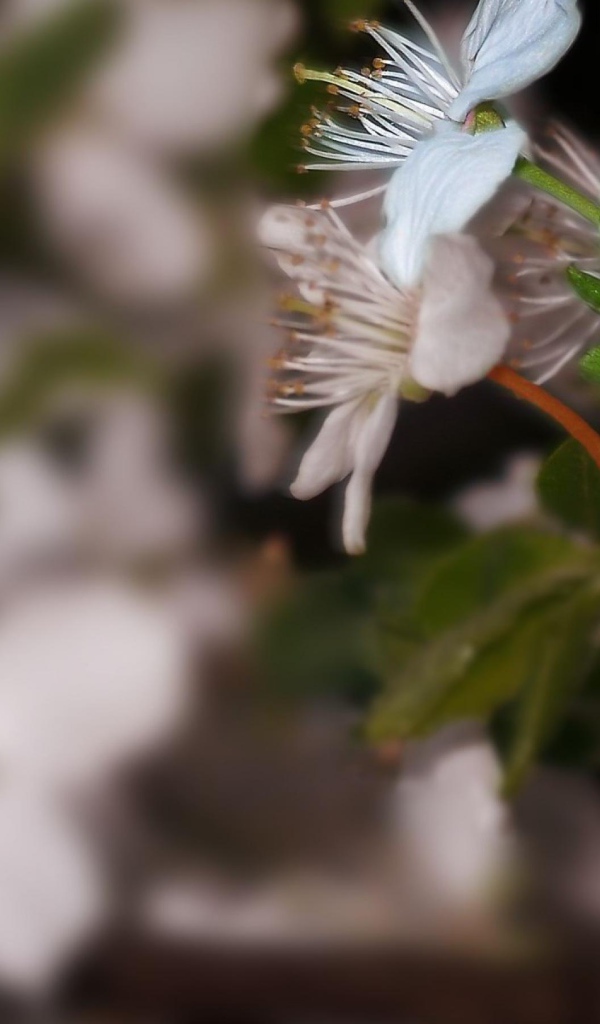 Белоснежный цветок 