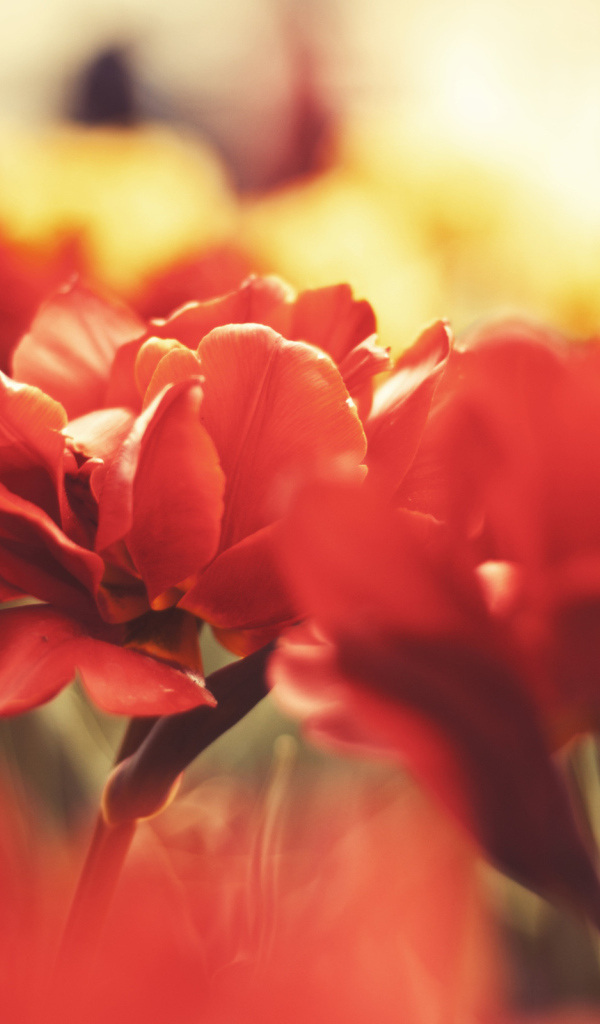 Красные маки