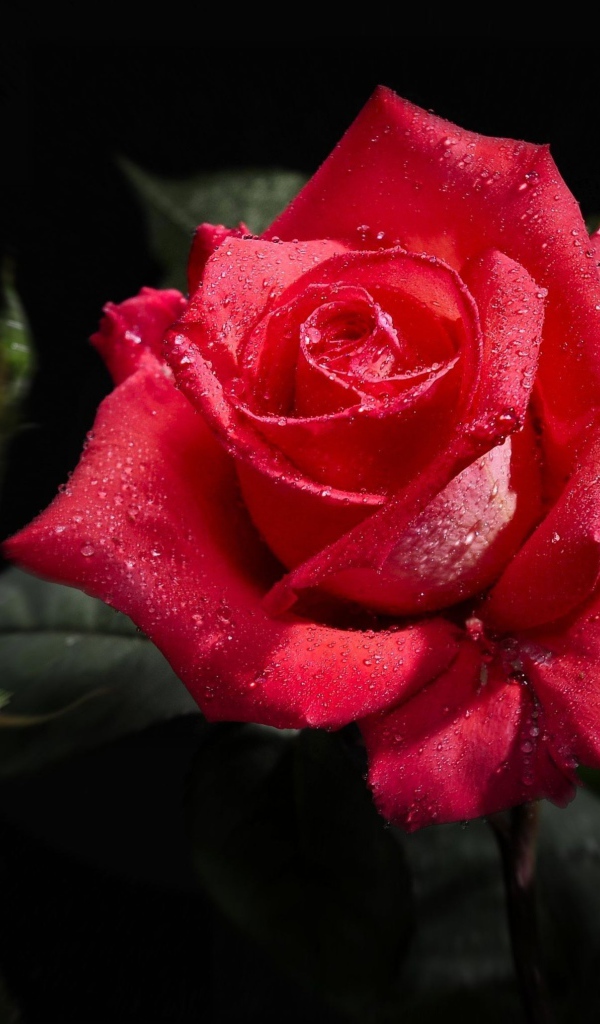 Роза в капельках росы