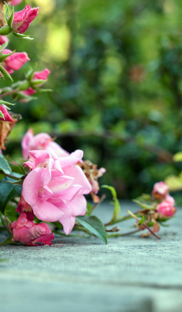 Розовый куст