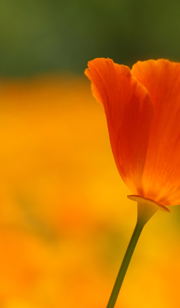 Алый мак в поле