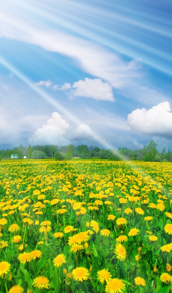 Солнечные одуванчики