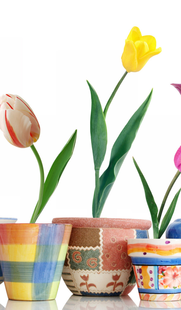 Тюльпаны в горшочках